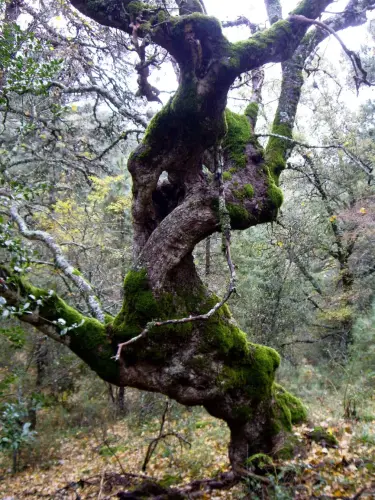 Arbol-singular-Riopar-Calar-del-Mundo-Torca-de-los-Melojos5