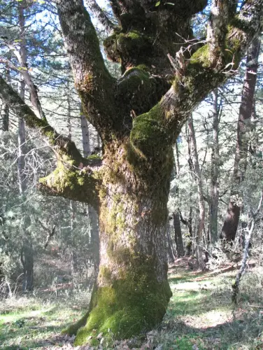 Arbol-singular-Riopar-Calar-del-Mundo-Torca-de-los-Melojos6