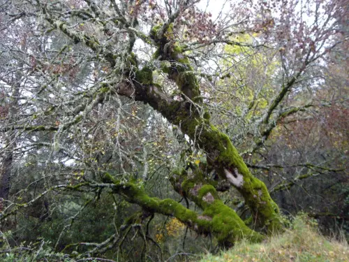 Arbol-singular-Riopar-Calar-del-Mundo-Torca-de-los-Melojos7