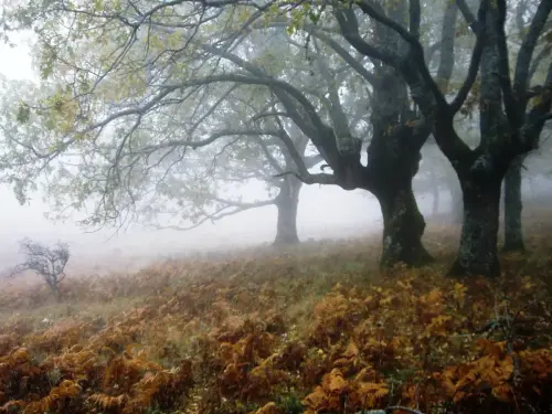 Arbol-singular-Riopar-Calar-del-Mundo-Torca-de-los-Melojos8