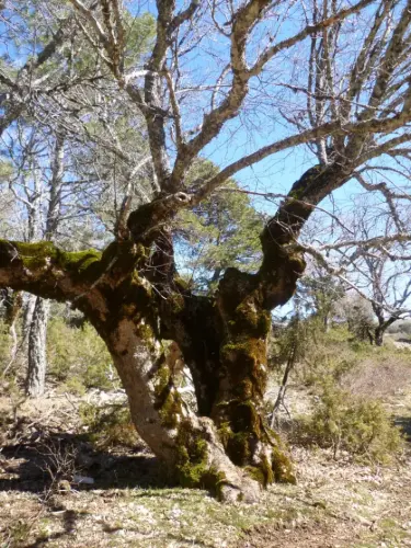 Arbol-singular-Riopar-Calar-del-Mundo-Torca-de-los-Melojos9