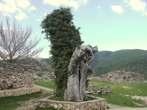 Arbol-singular-Riopar-Olmo-de-los-Enamorados-JPG