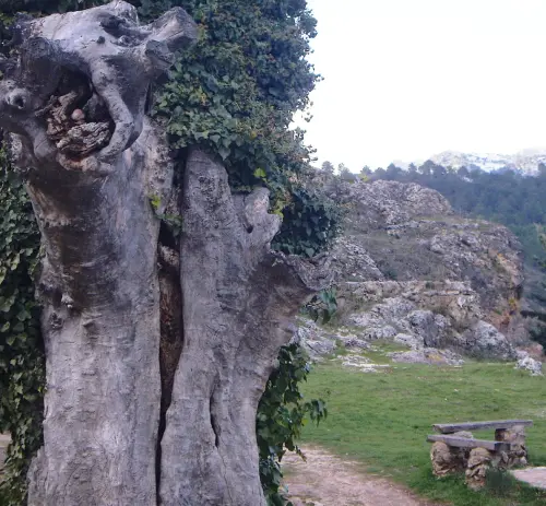 Arbol-singular-Riopar-Olmo-de-los-Enamorados
