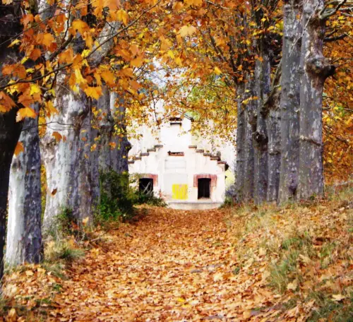 Arbol-singular-Riopar-Platanos-de-la-Toma-del-Agua