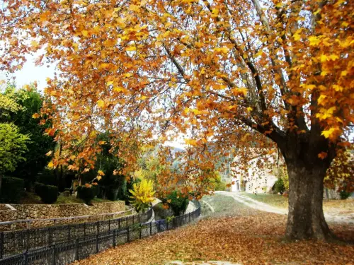 Arbol-singular-Riopar-Platanos-de-la-Toma-del-Agua2