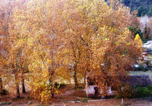 Arbol-singular-Riopar-Platanos-de-la-Toma-del-Agua3