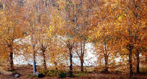 Arbol-singular-Riopar-Platanos-de-la-Toma-del-Agua4