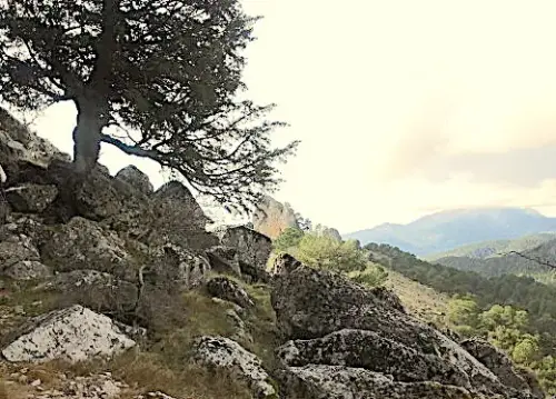 Arbol-singular-Riopar-Tejo-de-Los-Gallineros-