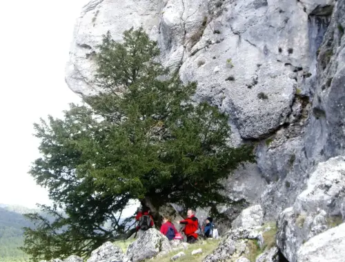 Arbol-singular-Riopar-Tejo-de-Los-Gallineros2