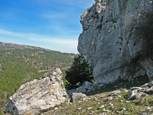 Arbol-singular-Riopar-Tejo-de-Los-Gallineros3