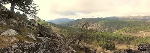 Arbol-singular-Riopar-Tejo-de-Los-Gallineros4