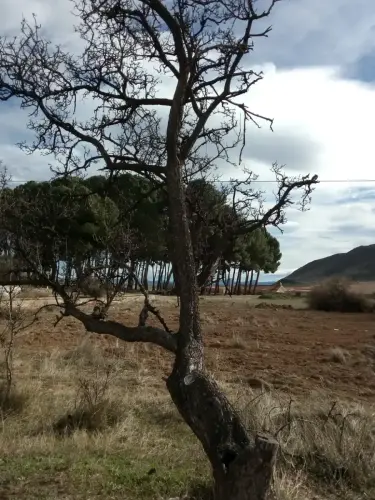 Arbol-singular-Sierra-Tobarra-Acerolo
