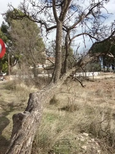 Arbol-singular-Sierra-Tobarra-Acerolo2