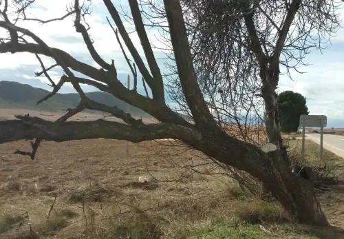 Arbol-singular-Sierra-Tobarra-Acerolo3