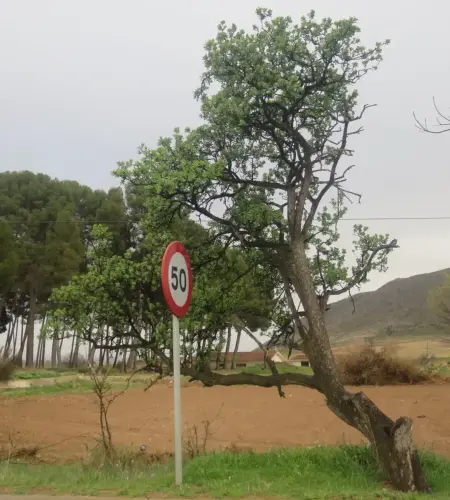 Arbol-singular-Sierra-Tobarra-Acerolo4