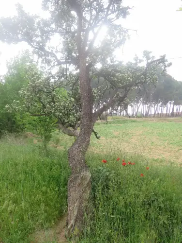 Arbol-singular-Sierra-Tobarra-Acerolo5