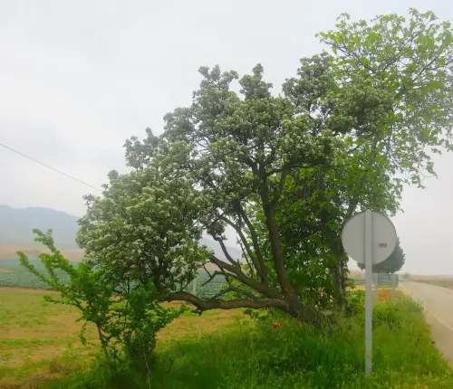 Arbol-singular-Sierra-Tobarra-Acerolo6