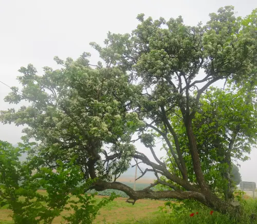 Arbol-singular-Sierra-Tobarra-Acerolo7