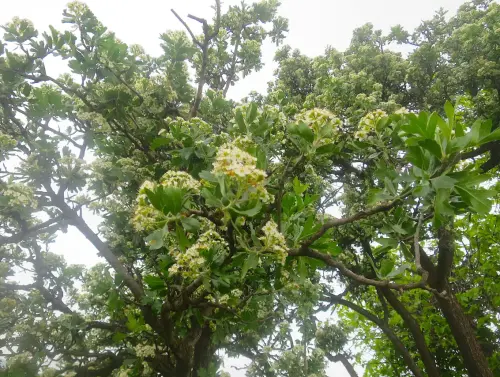 Arbol-singular-Sierra-Tobarra-Acerolo8