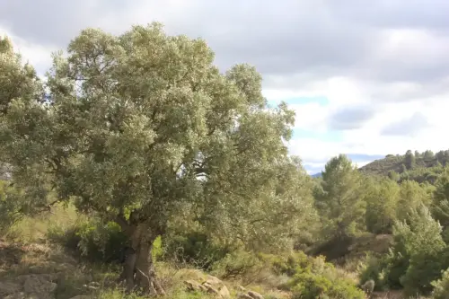 Arbol-singular-Socovos-Acebuche-del-Yesar