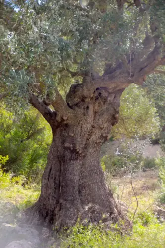 Arbol-singular-Socovos-Acebuche-del-Yesar2