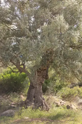 Arbol-singular-Socovos-Acebuche-del-Yesar3