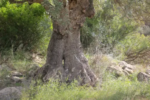 Arbol-singular-Socovos-Acebuche-del-Yesar4