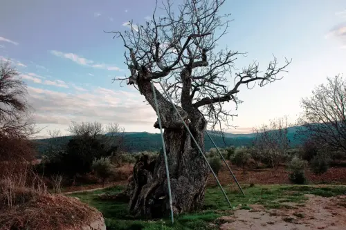 Arbol-singular-Socovos-Carrasca-del-Arco