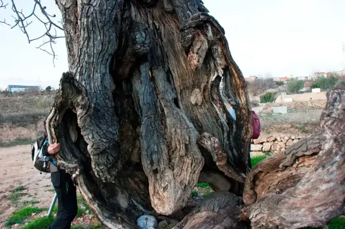 Arbol-singular-Socovos-Carrasca-del-Arco2