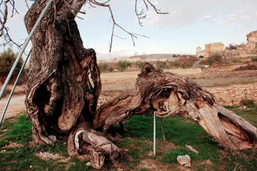 Arbol-singular-Socovos-Carrasca-del-Arco3