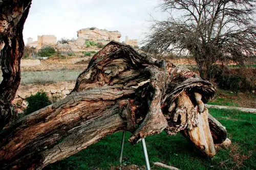 Arbol-singular-Socovos-Carrasca-del-Arco4