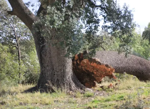 Arbol-singular-Socovos-Carrasca-del-Madrono2