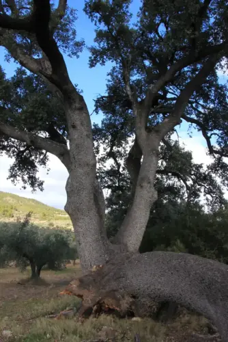 Arbol-singular-Socovos-Carrasca-del-Madrono3