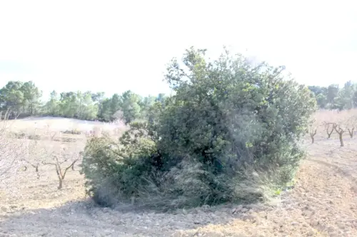 Arbol-singular-Socovos-Lentisco-de-Los-Banuelos