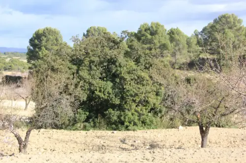 Arbol-singular-Socovos-Lentisco-de-Los-Banuelos2