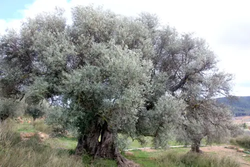Arbol-singular-Socovos-Olivo-del-Cabezo