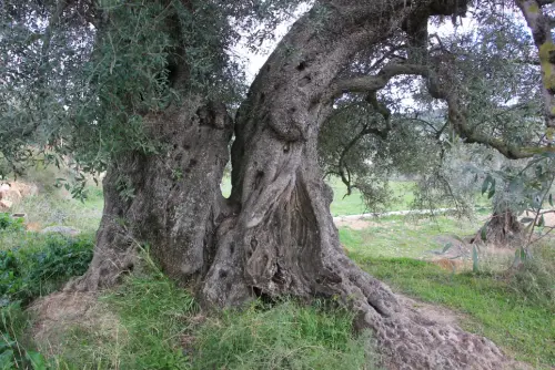 Arbol-singular-Socovos-Olivo-del-Cabezo2