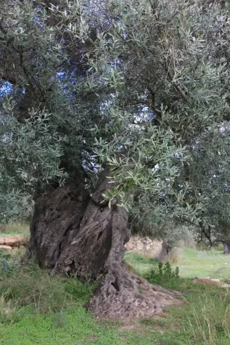 Arbol-singular-Socovos-Olivo-del-Cabezo3