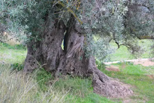 Arbol-singular-Socovos-Olivo-del-Cabezo4