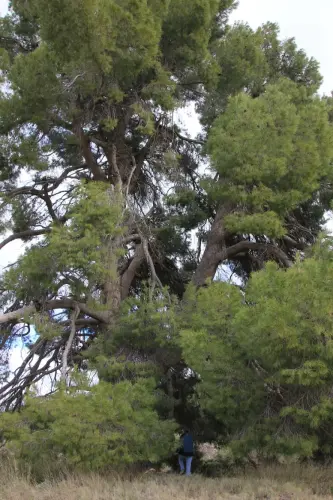 Arbol-singular-Socovos-Pino-de-La-Vinica