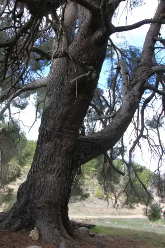 Arbol-singular-Socovos-Pino-de-La-Vinica2