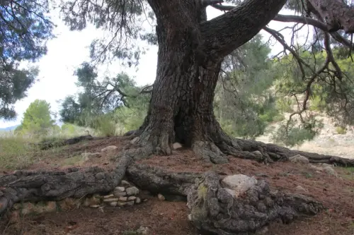 Arbol-singular-Socovos-Pino-de-La-Vinica3