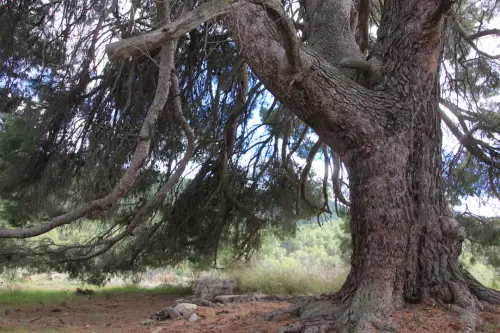 Arbol-singular-Socovos-Pino-de-La-Vinica4