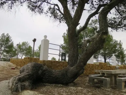 Arbol-singular-Socovos-Pino-de-la-ermita-de-Los-Santicos