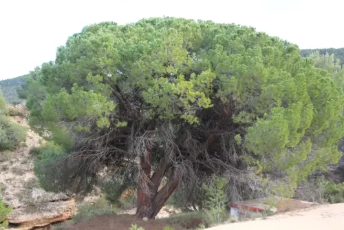 Arbol-singular-Socovos-Pino-del-Cmpillo