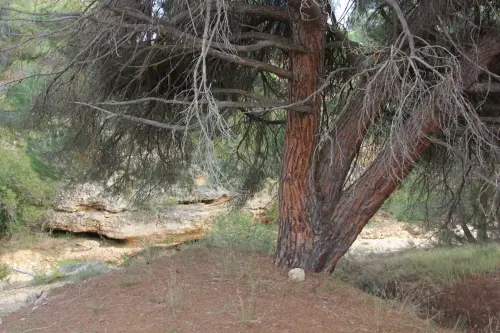 Arbol-singular-Socovos-Pino-del-Cmpillo2