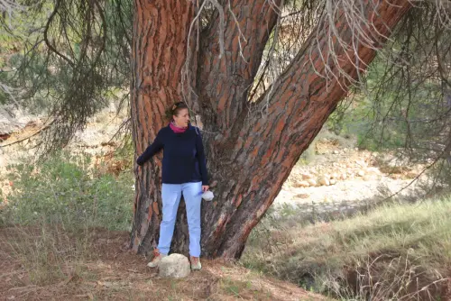 Arbol-singular-Socovos-Pino-del-Cmpillo3