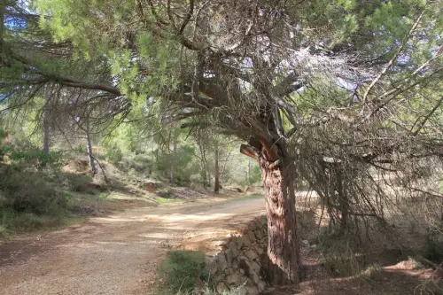 Arbol-singular-Socovos-Pino-del-Madrono