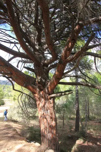 Arbol-singular-Socovos-Pino-del-Madrono2
