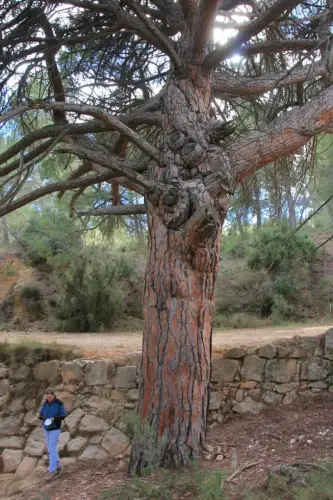 Arbol-singular-Socovos-Pino-del-Madrono3